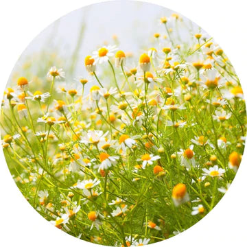 Chamomile Wild Moroccan Essential Oil - Living Libations