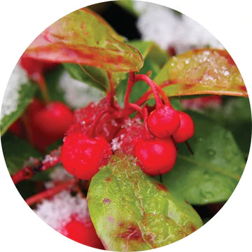 Wintergreen Essential Oil - Living Libations