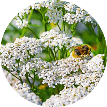 Yarrow Essential Oil - Living Libations